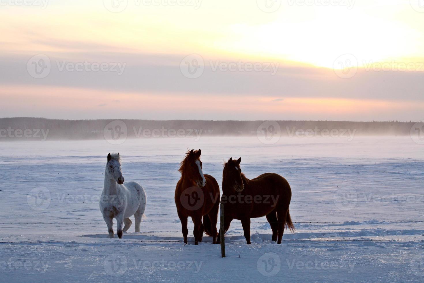 Horses in winter pasture photo
