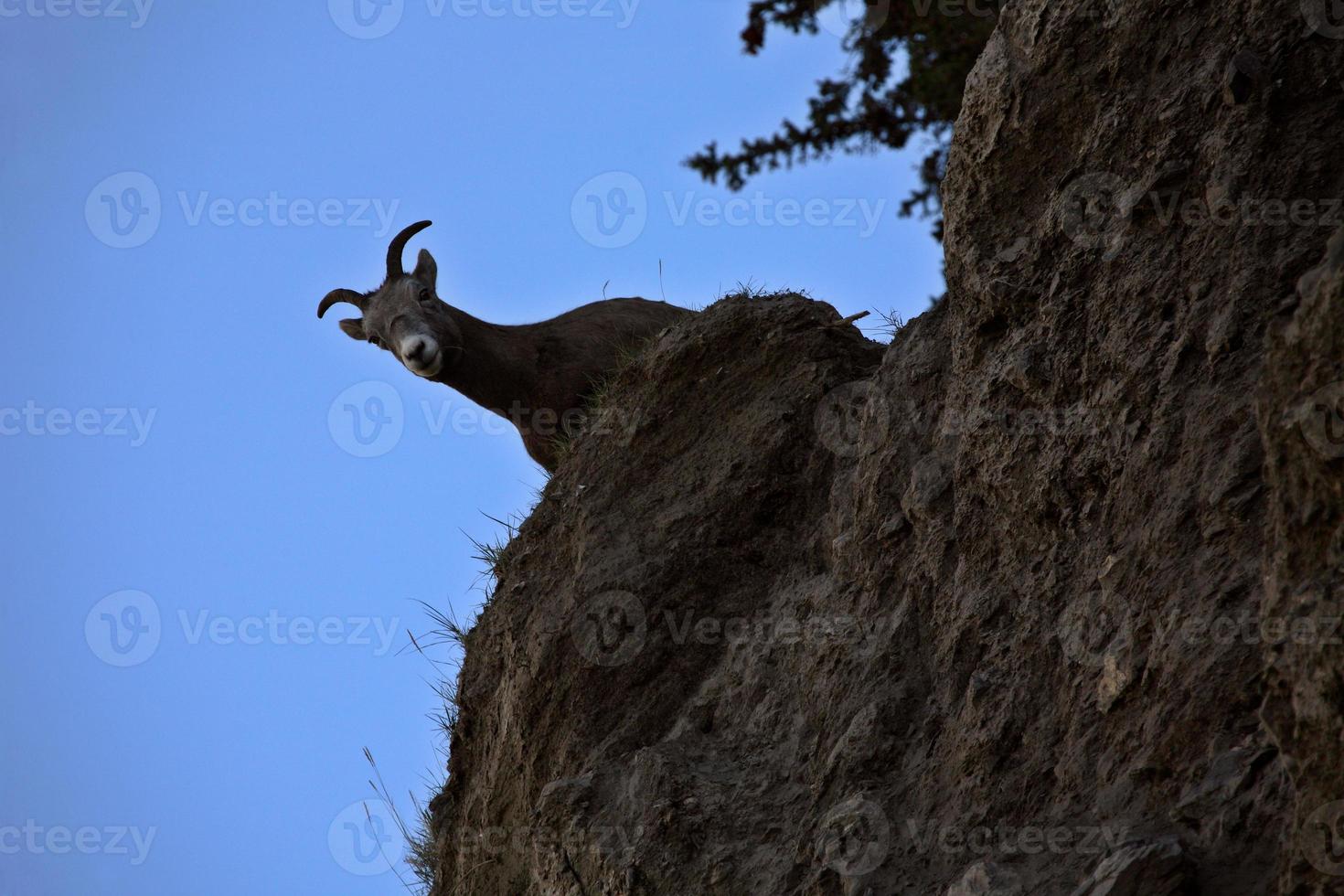 Bighorn Sheep in the Rockies of Alberta photo