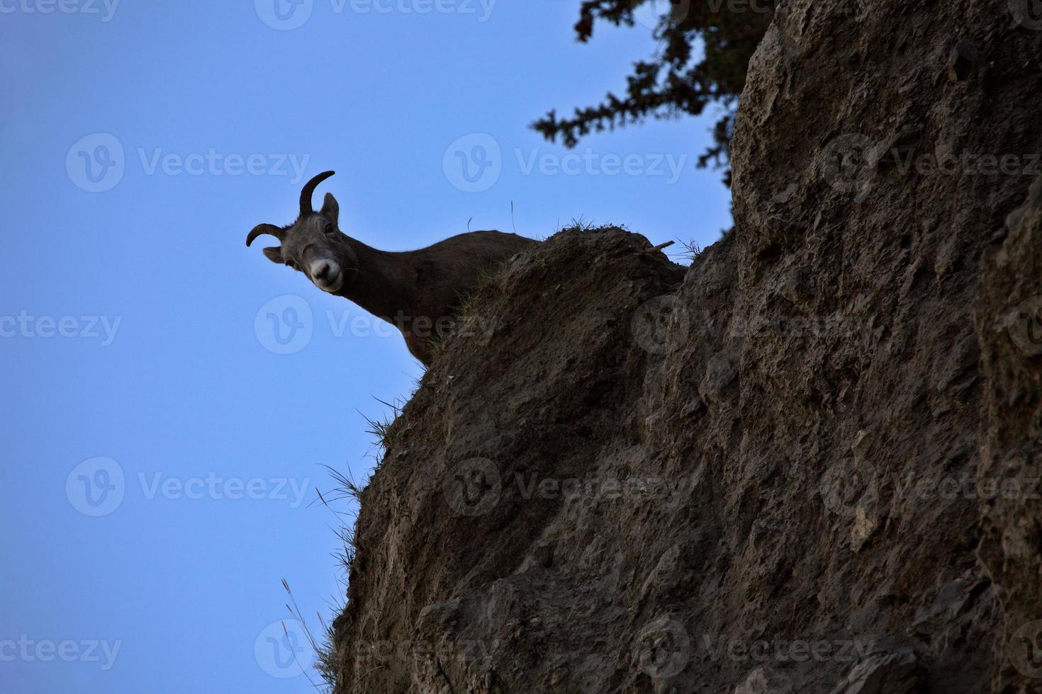 borrego cimarrón en las montañas rocosas de alberta foto