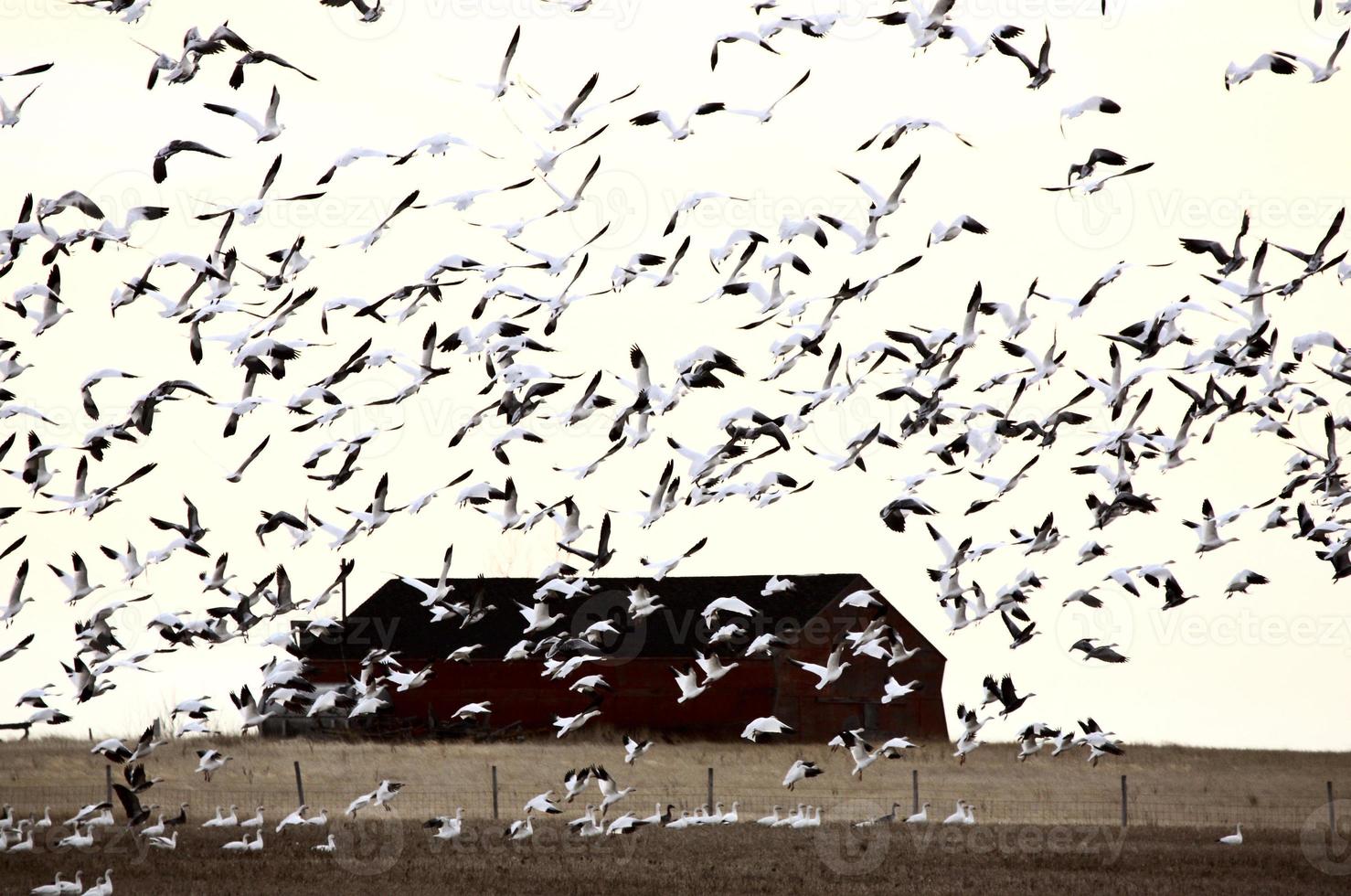 Huge flock of Snow Geese photo