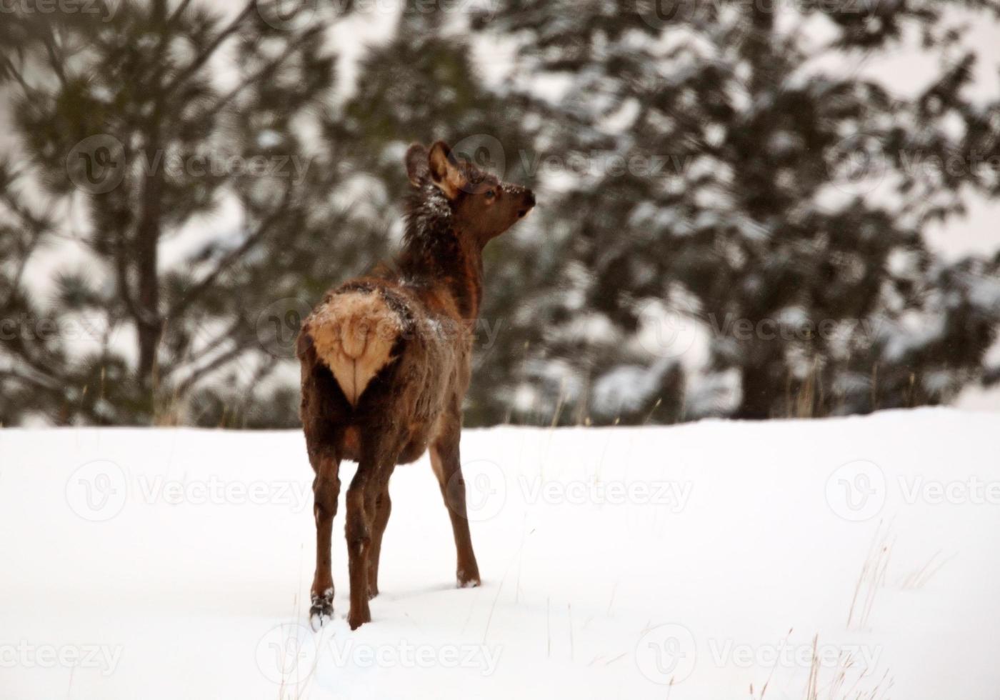 Elk in winter photo