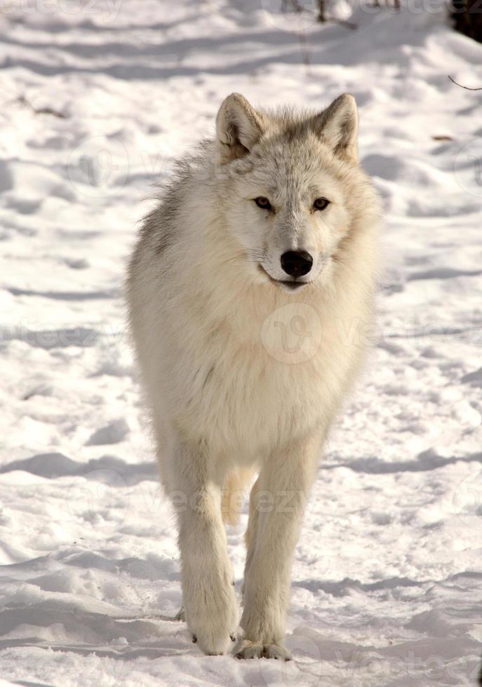 lobo ártico en invierno foto