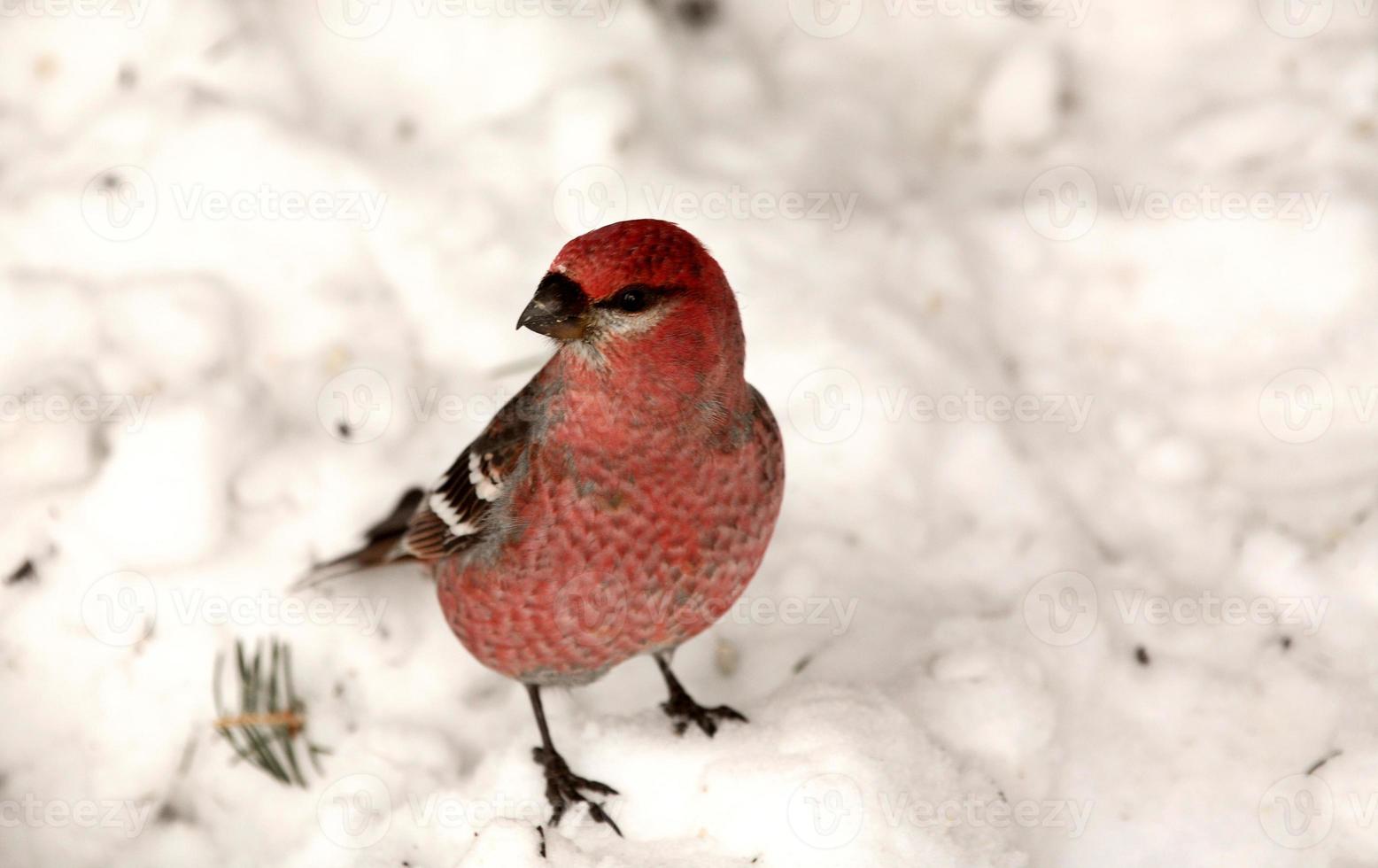 Red Crossbill on snow covered ground photo