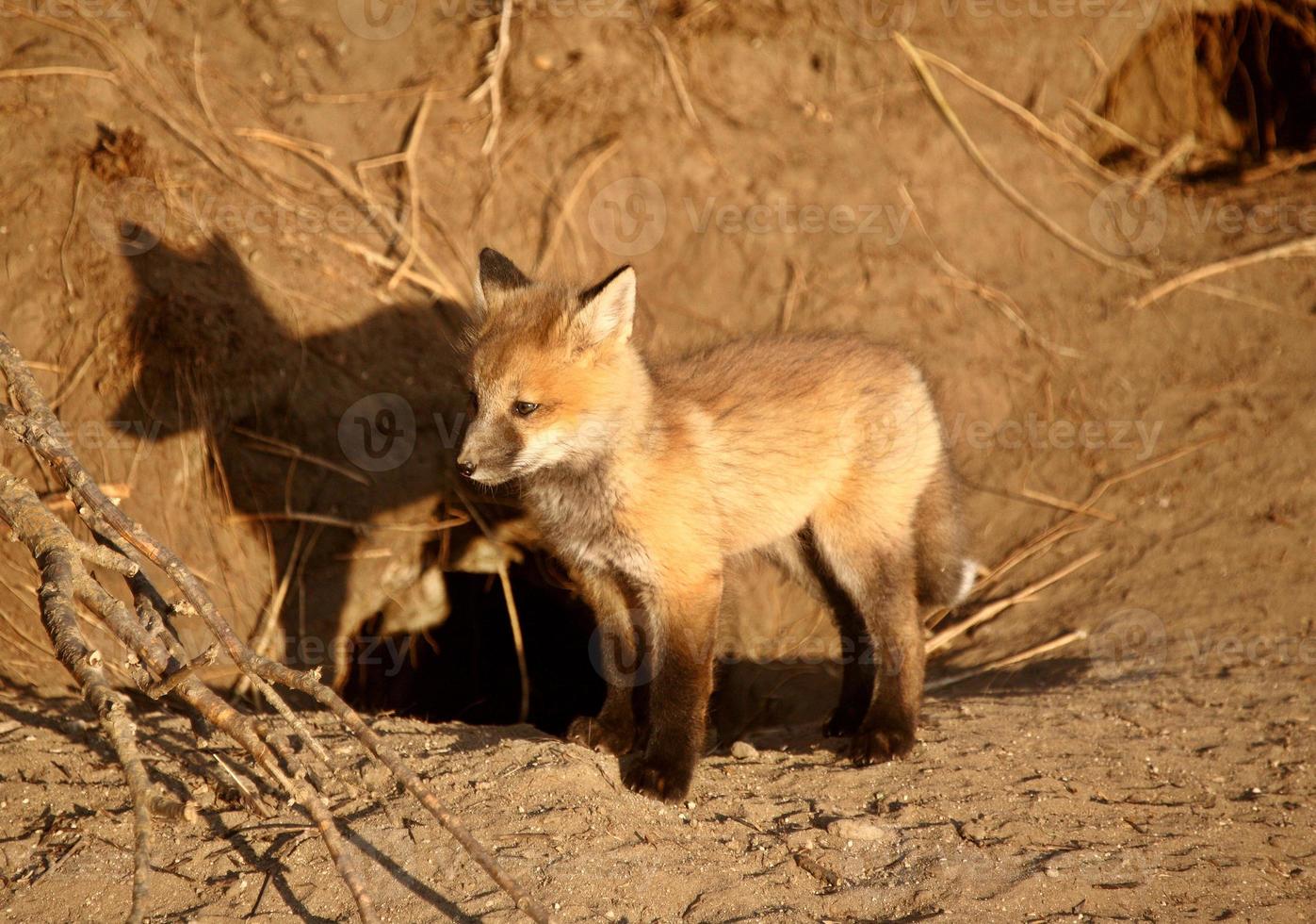 cachorro de zorro rojo en la guarida foto