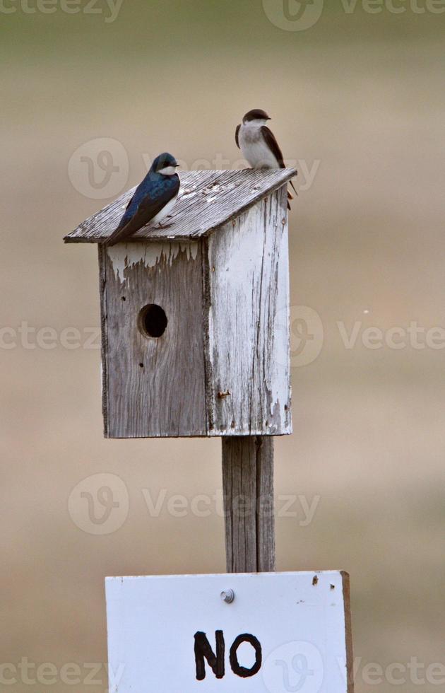 golondrinas de árboles en casita para aves foto