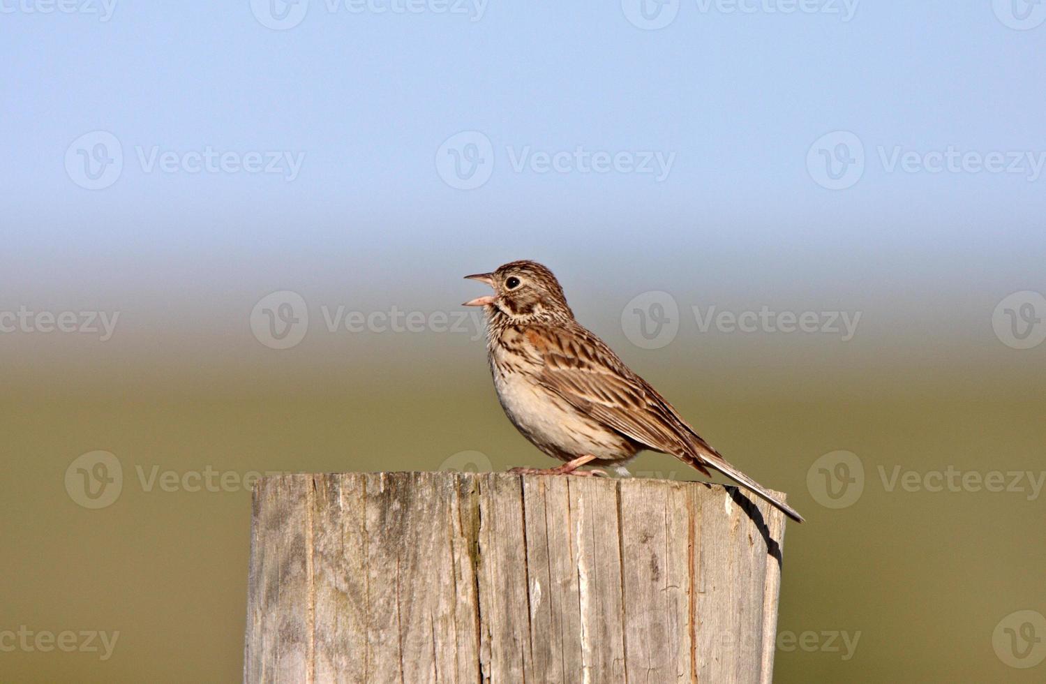 Song Sparrow perched on post photo