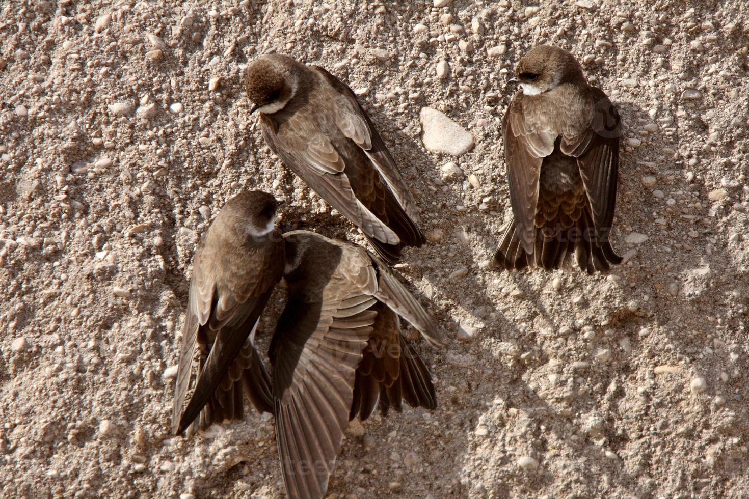 Bank Swallows clinging to side of gravel mound photo