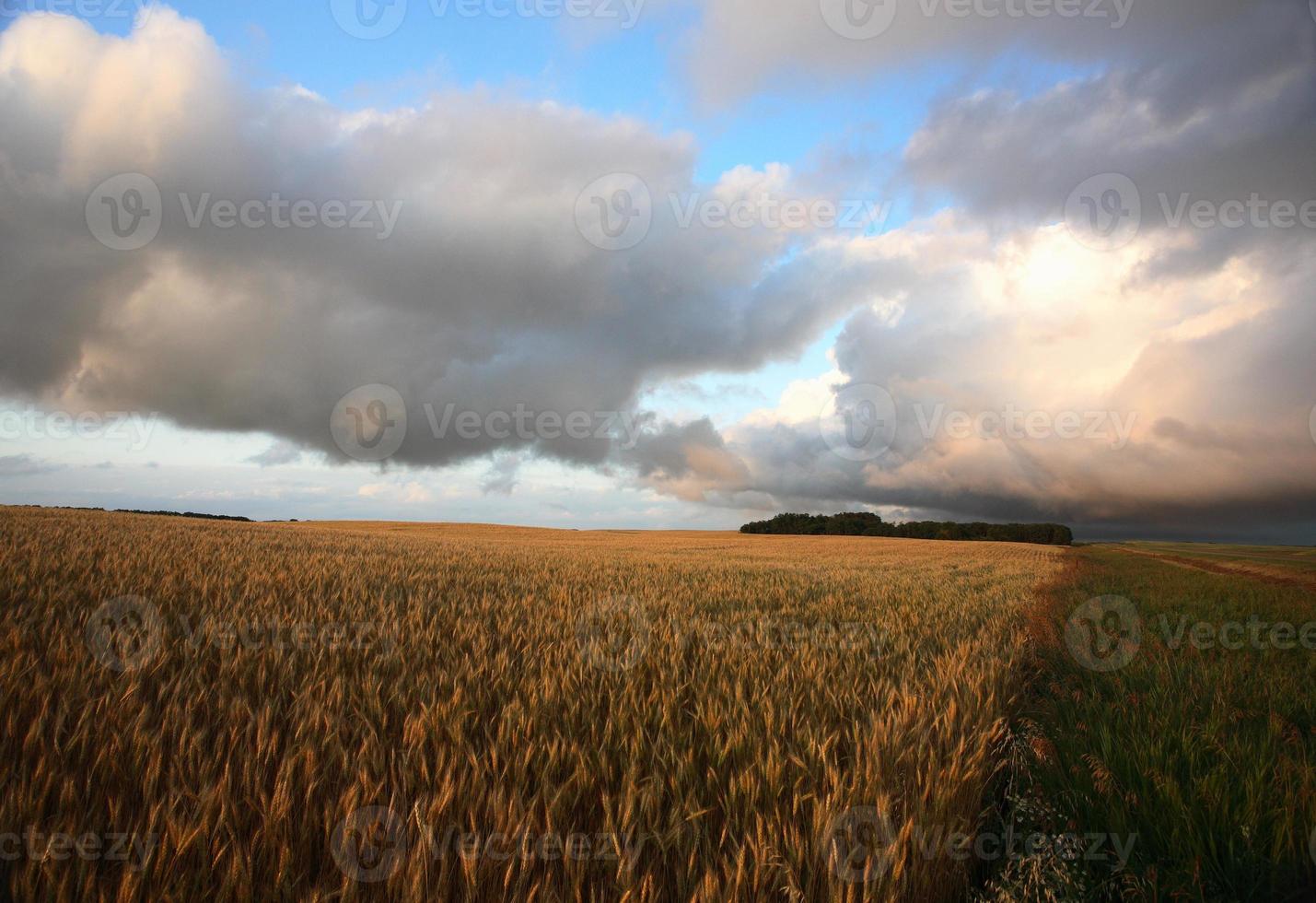 Ripening grain crop in scenic Saskatchewan photo