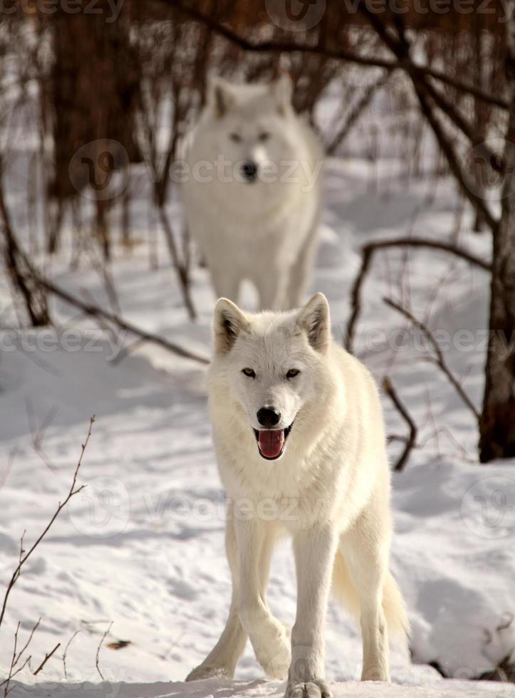 Arctic Wolves in winter photo