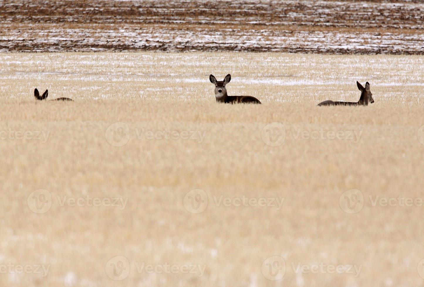 Small herd of Mule Deer in winter photo