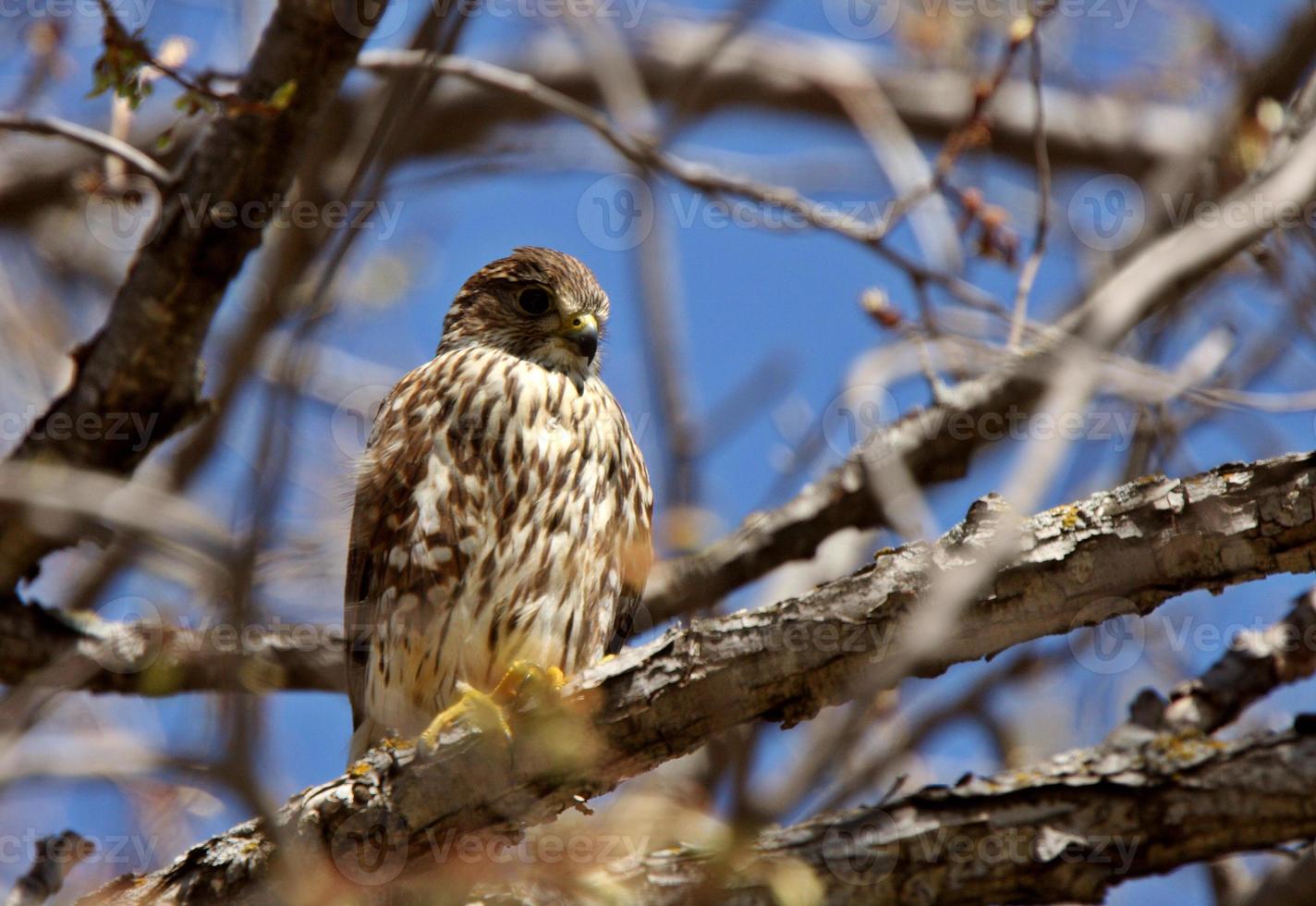 Gyrfalcon perched in tree photo