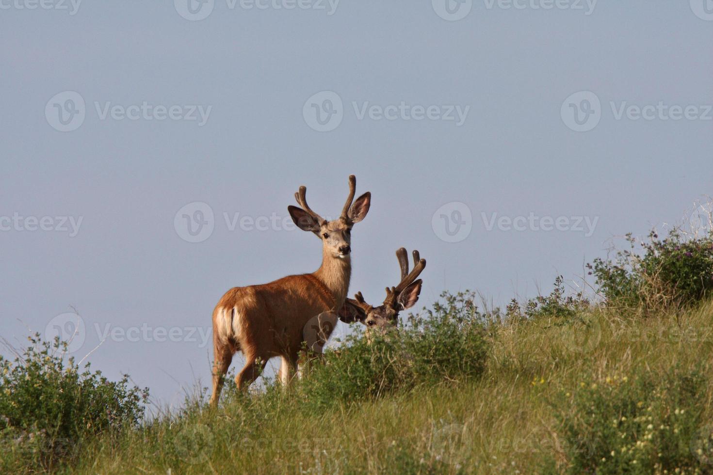 Mule Deer bucks in Saskatchewan photo