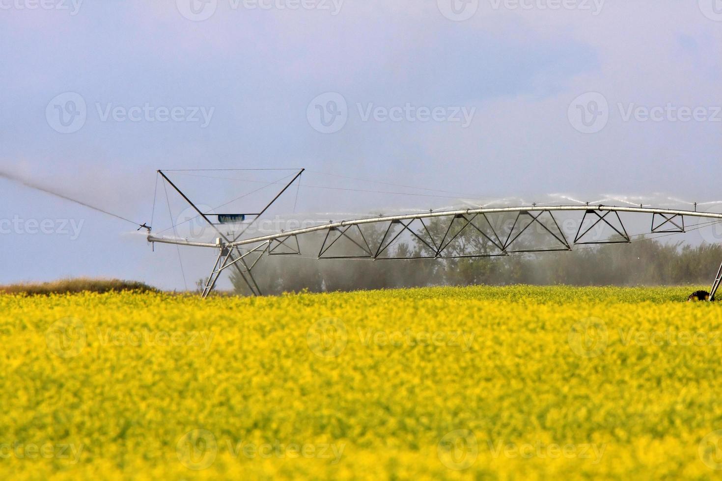 Water sprinkler irrigating canola crop photo