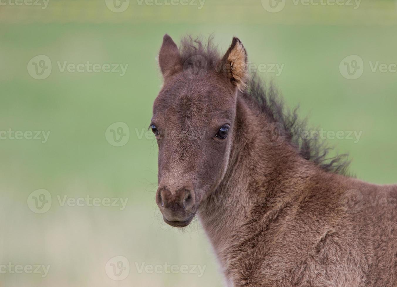 Horse and Colt in Pasture Saskatchewan Canada photo