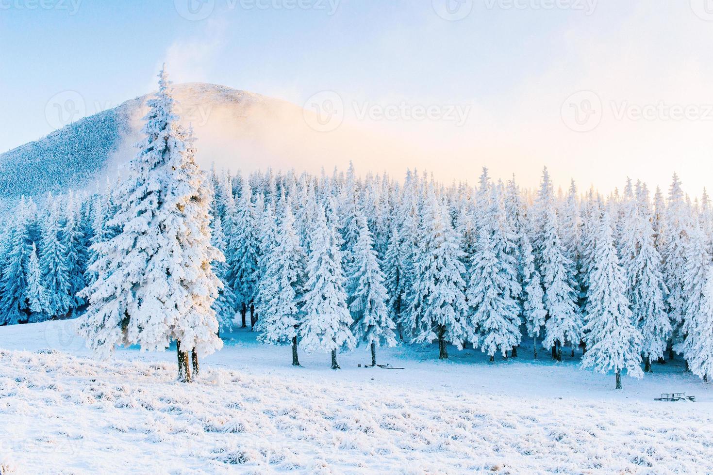 Mysterious winter landscape majestic mountains in winter. Magical snow covered tree. In anticipation of the holiday. Dramatic wintry scene. Carpathian. Ukraine. Happy New Year. photo
