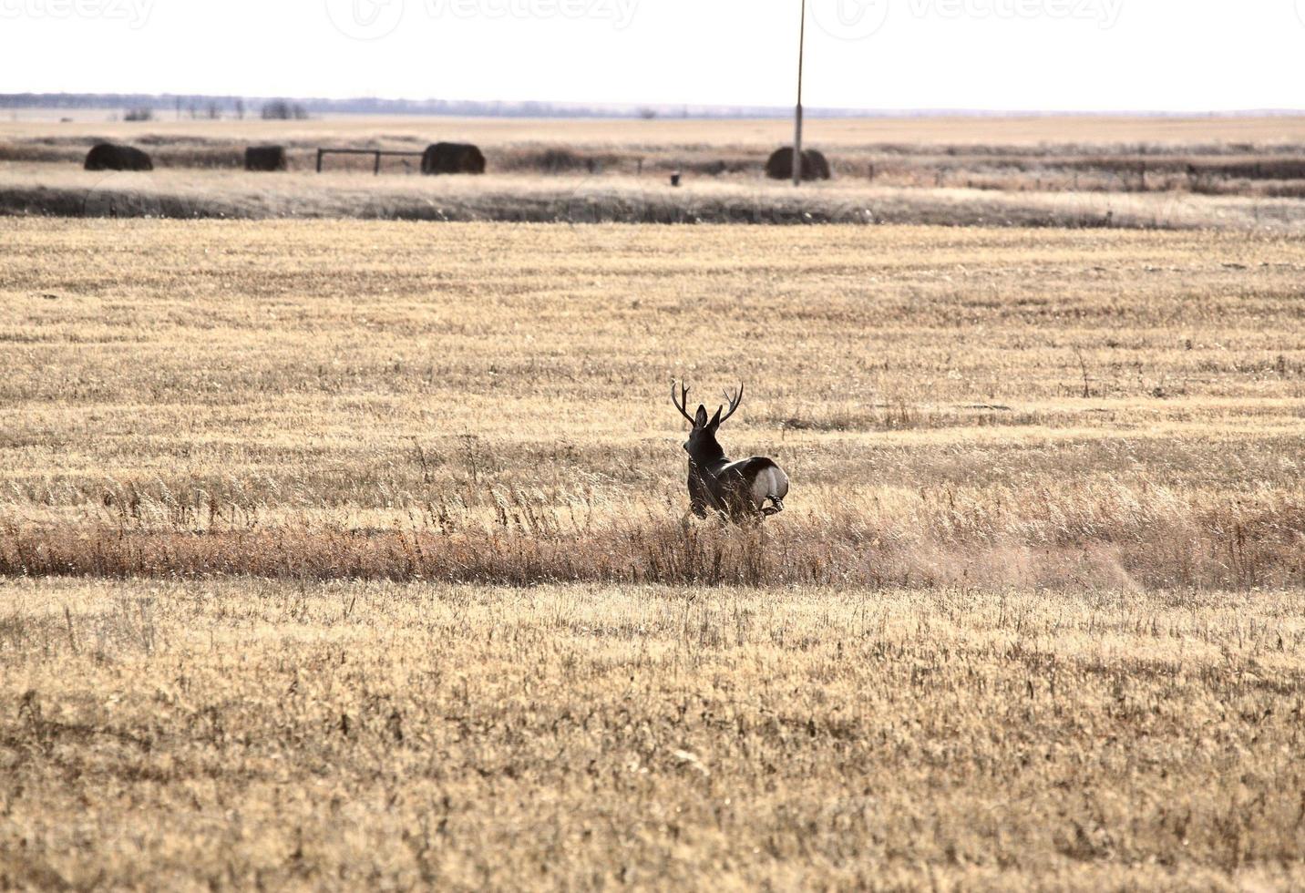 Mule Deer buck running through field photo