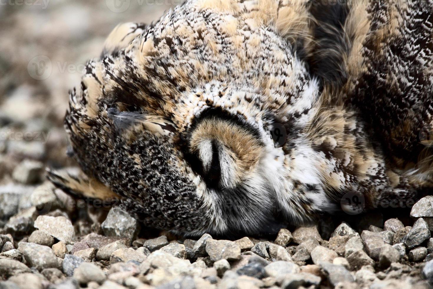 A road kill owl photo