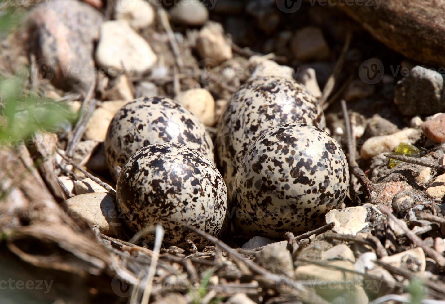 Well camouflaged Killdeer eggs photo