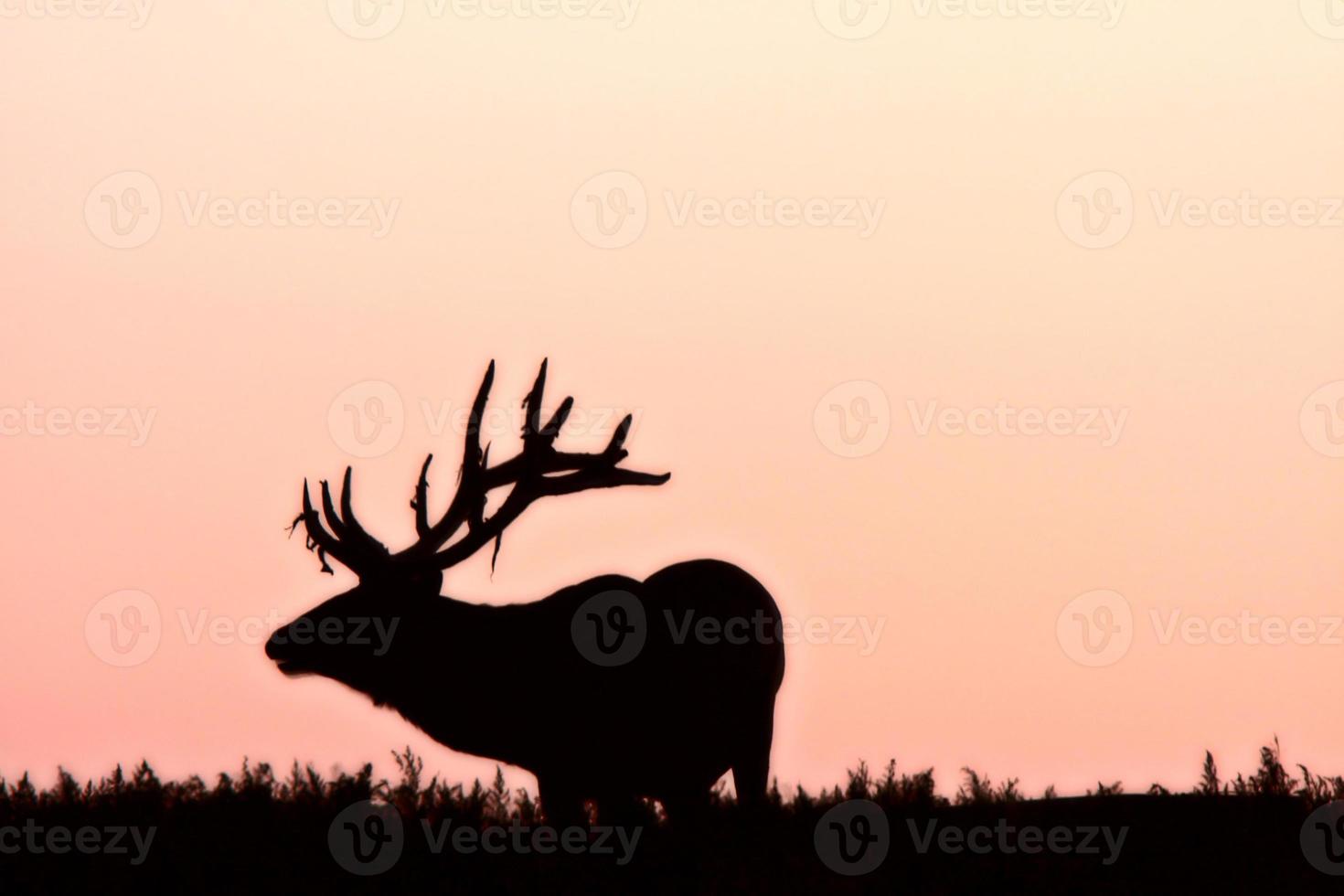 Silhouette of male elk photo