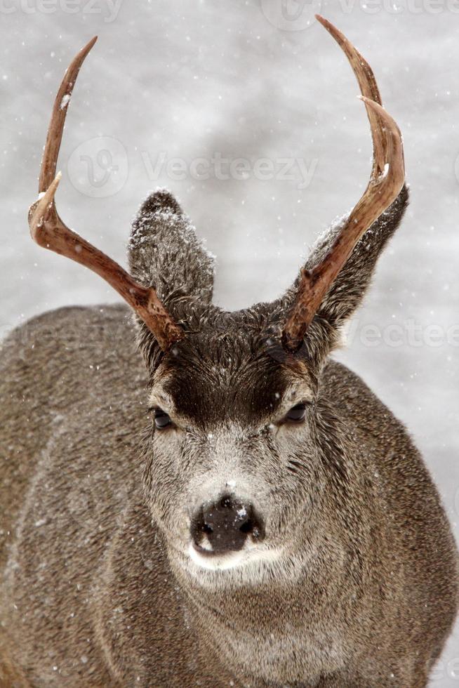 Mule Deer buck in winter photo