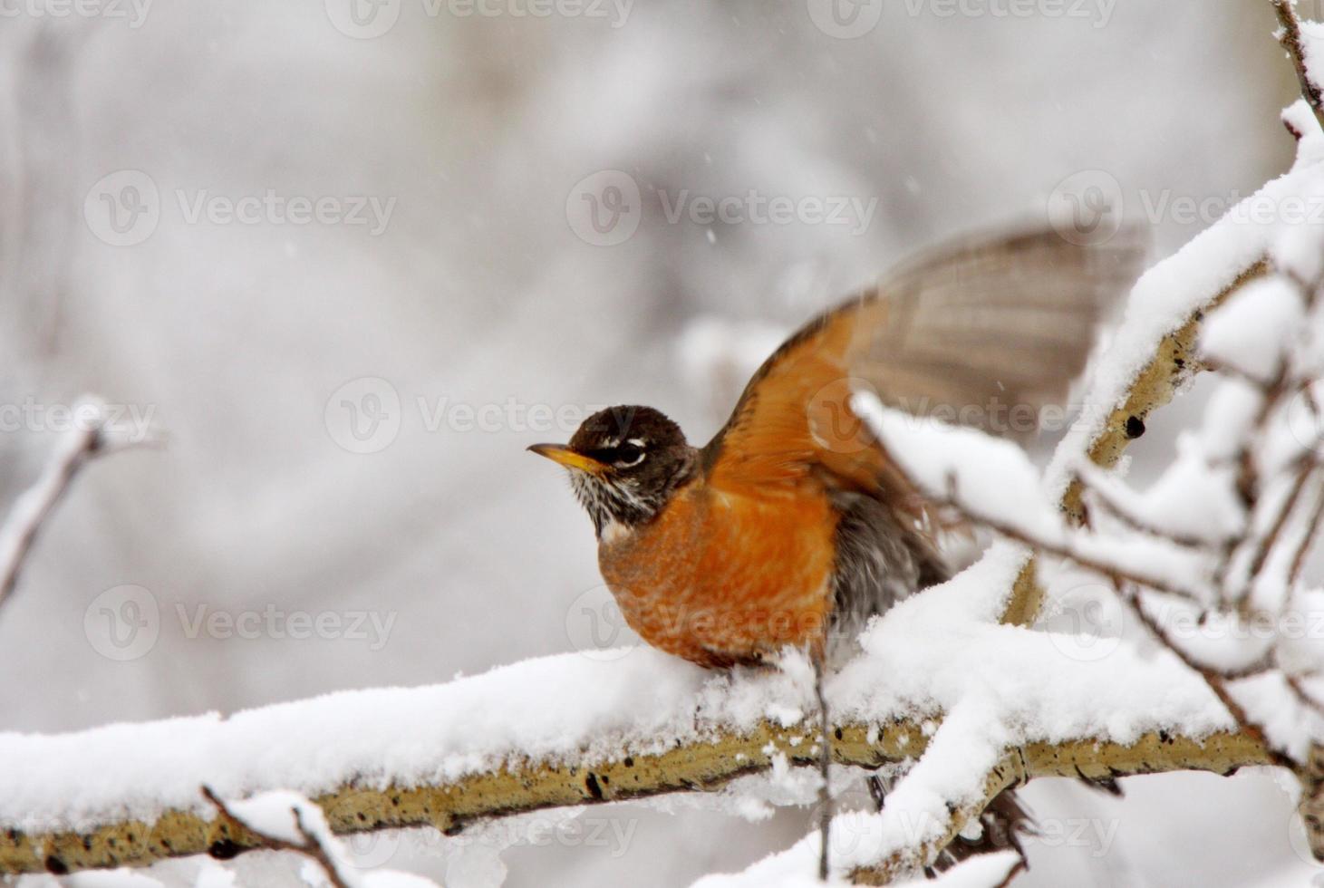 Robin on snow covered branch photo