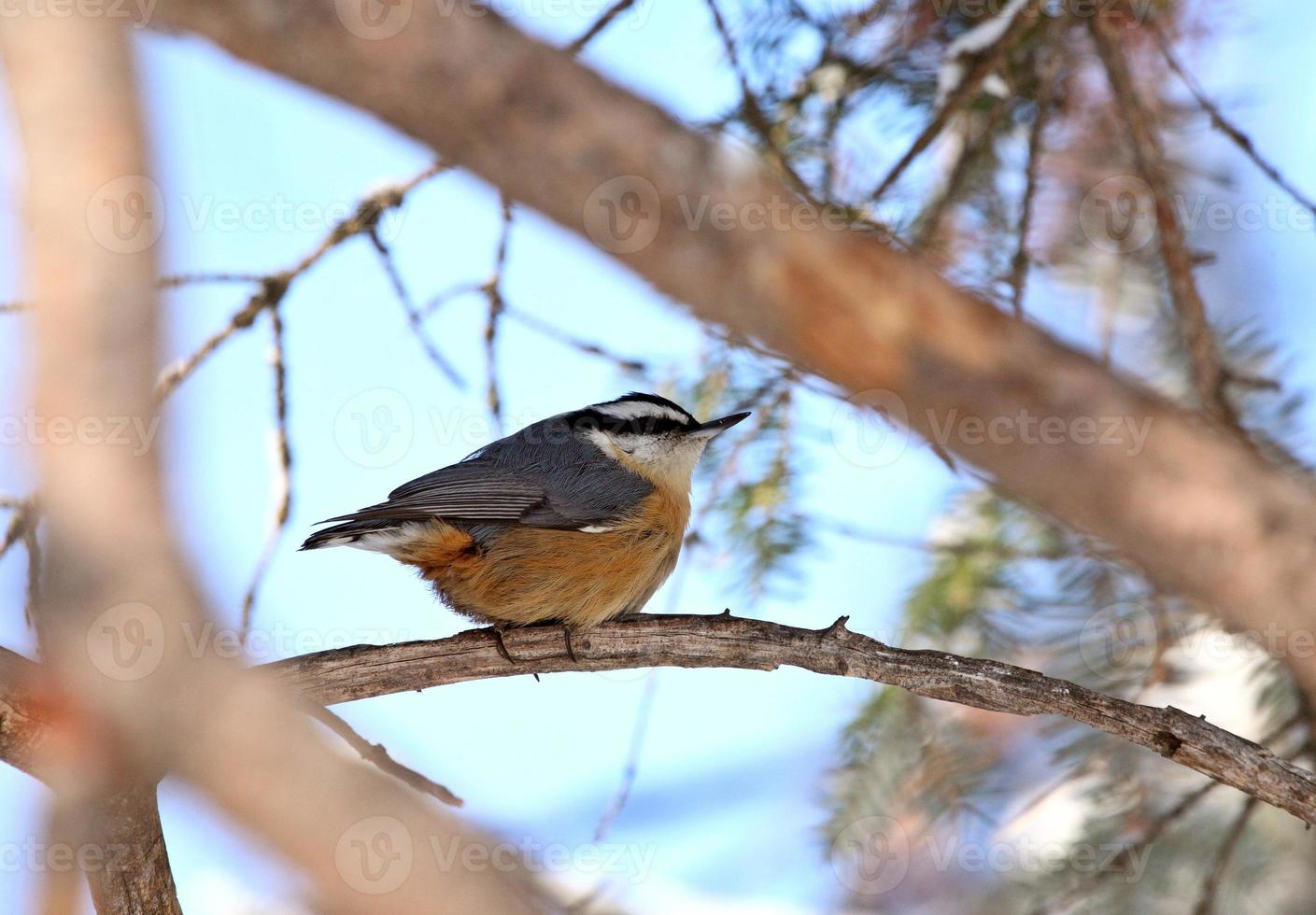 Red breasted Nuthatch perched on branch photo