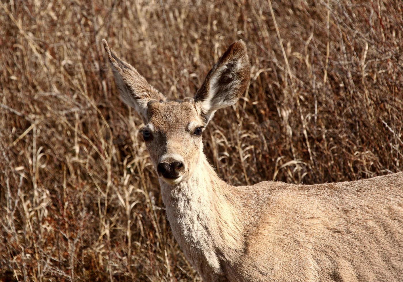 Mule Deer doe in spring photo