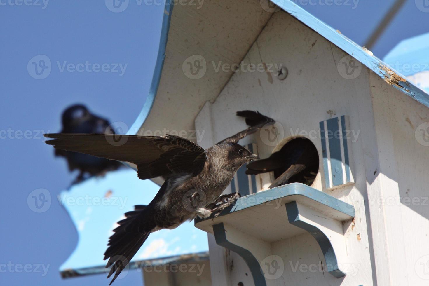 Purple Martins at bird house complex photo