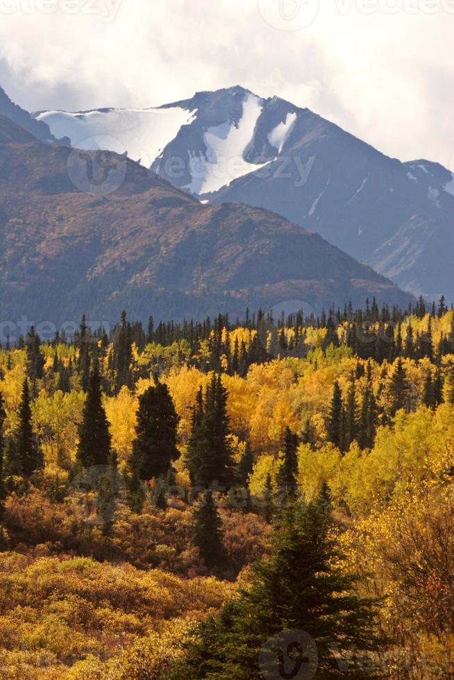 Álamos tembloses de colores otoñales entre pinos lodgepole foto