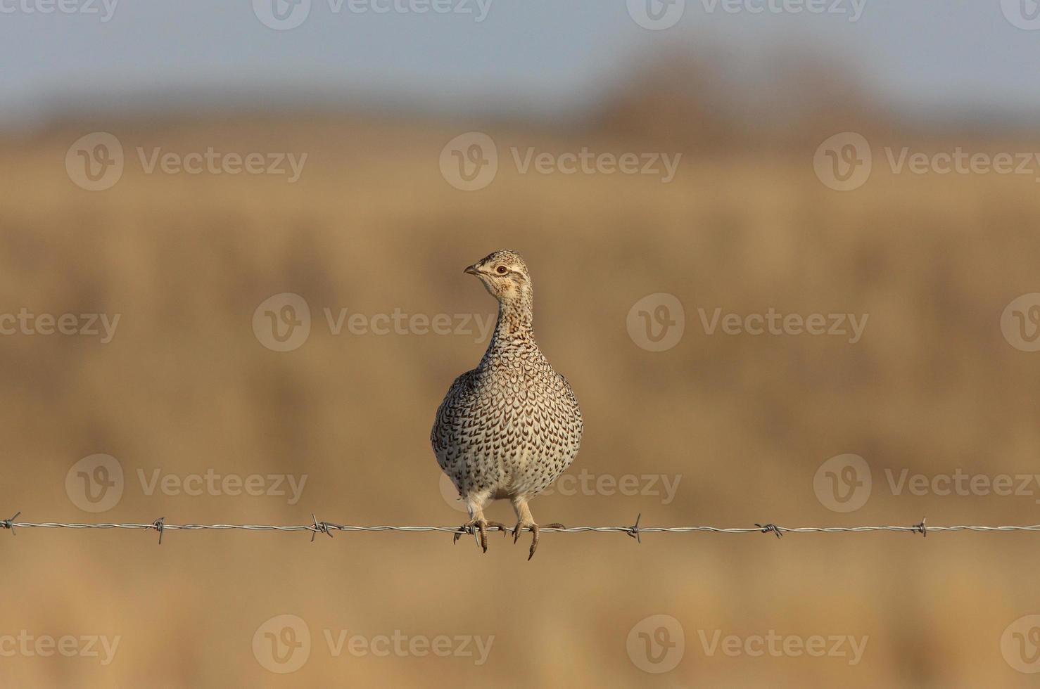 Sharptailed Grouse on Barbed Wire photo