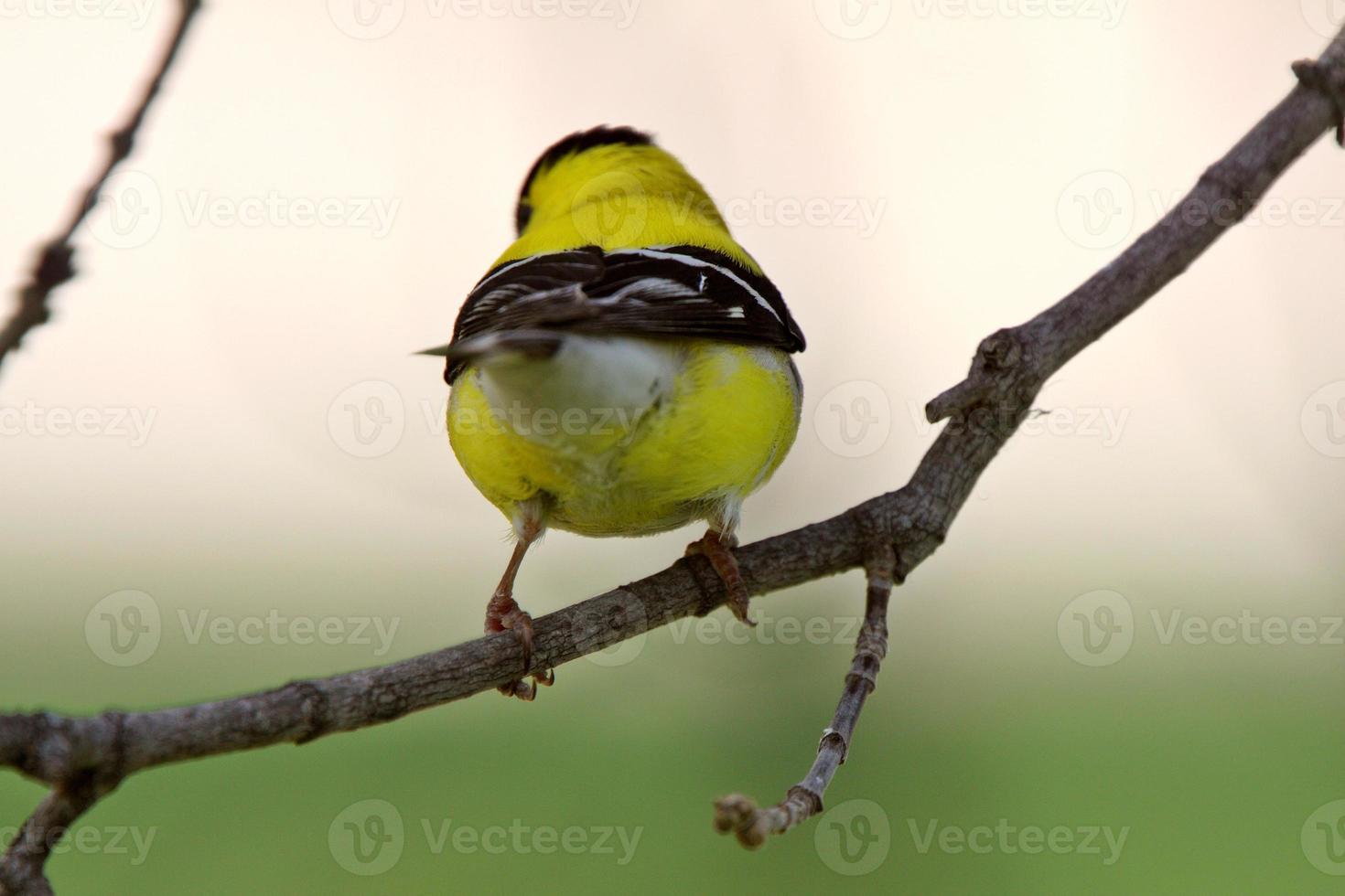 American Goldfinch perched on branch photo