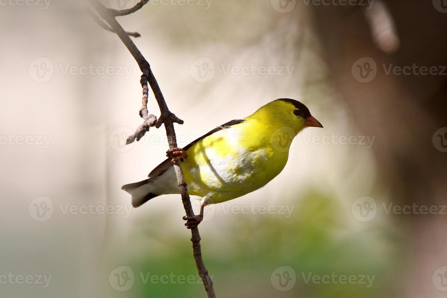 American Goldfinch perched on branch photo
