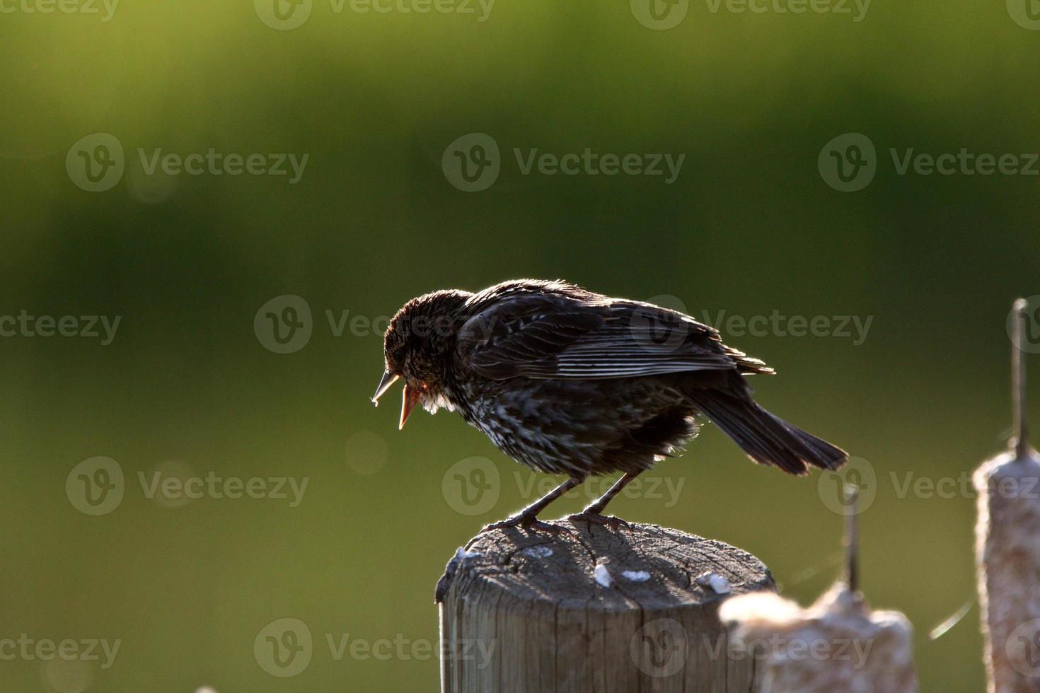 Young Yellow headed Blackbird on post photo