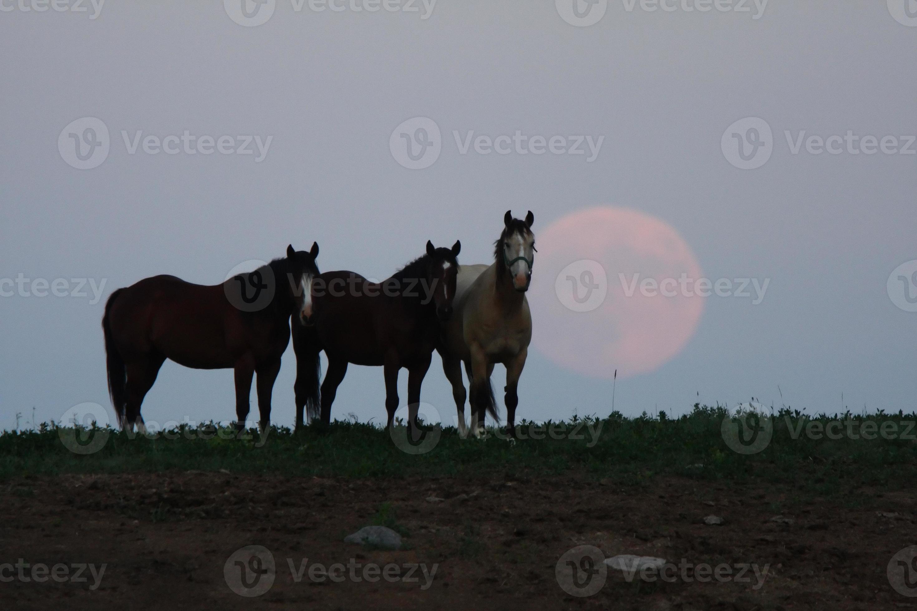 The Pastvre  MooCovv's pasture