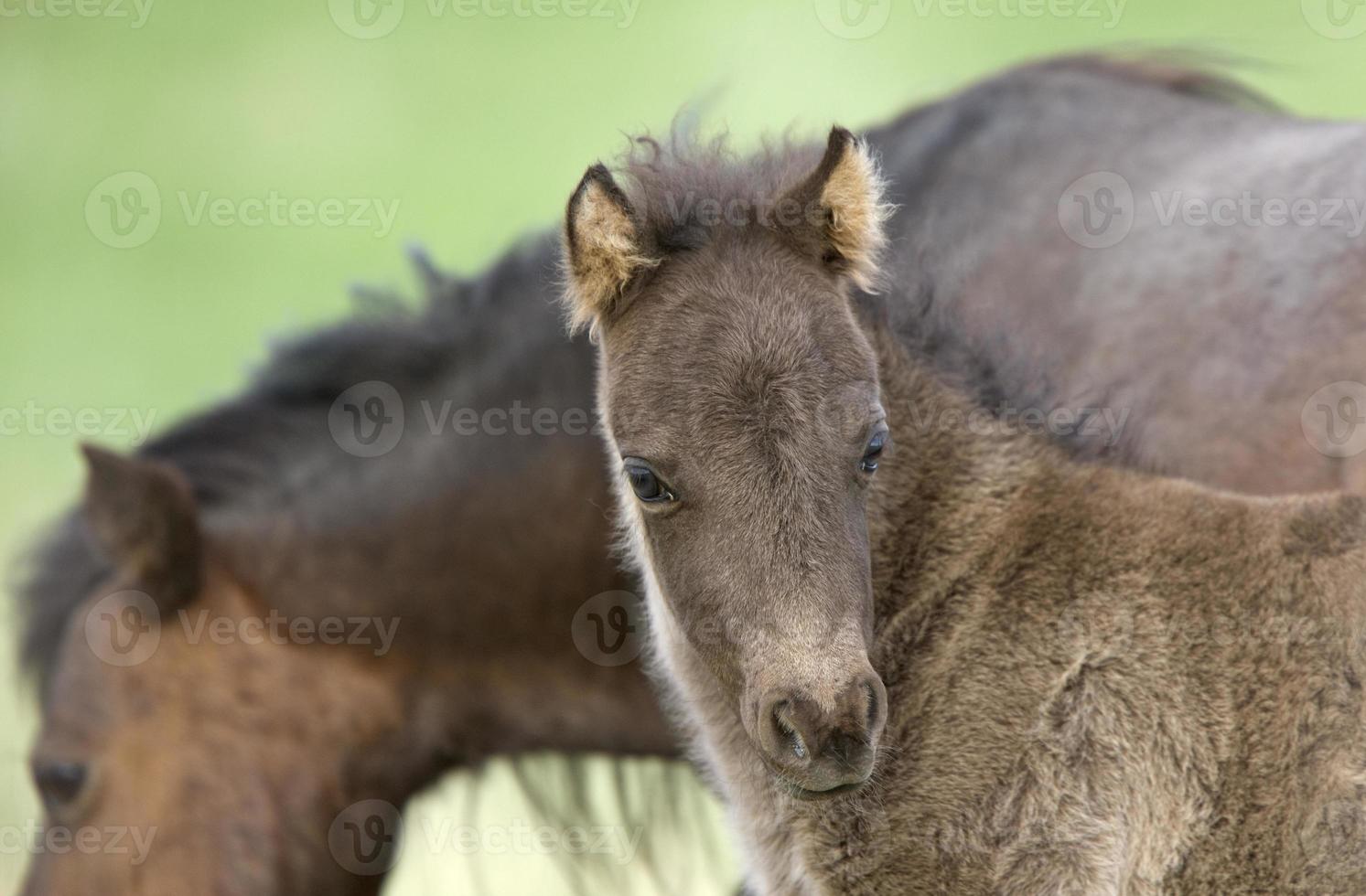 Horse and Colt in Pasture Saskatchewan Canada photo