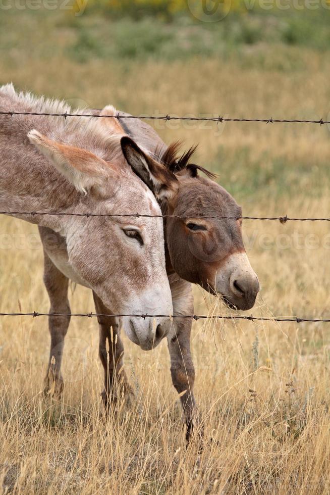 Mother and young donkey in scenic Saskatchewan photo