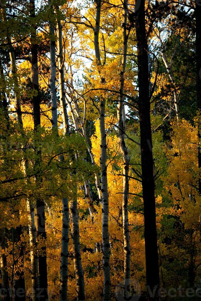 pinos y álamos en otoño foto