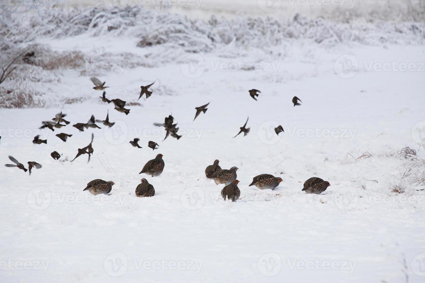 Partridges and Snow Bunting in winter field photo