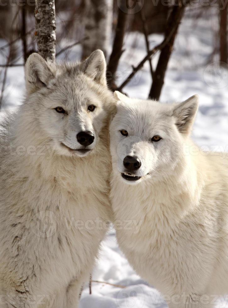 lobos árticos en invierno foto