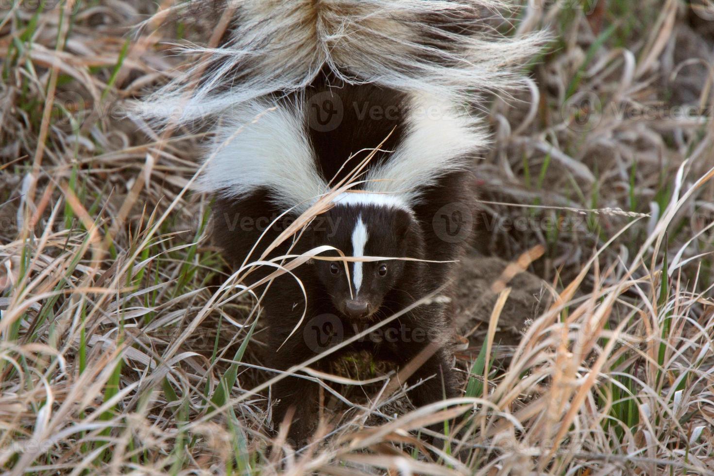 Young Striped Skunk in roadside ditch photo