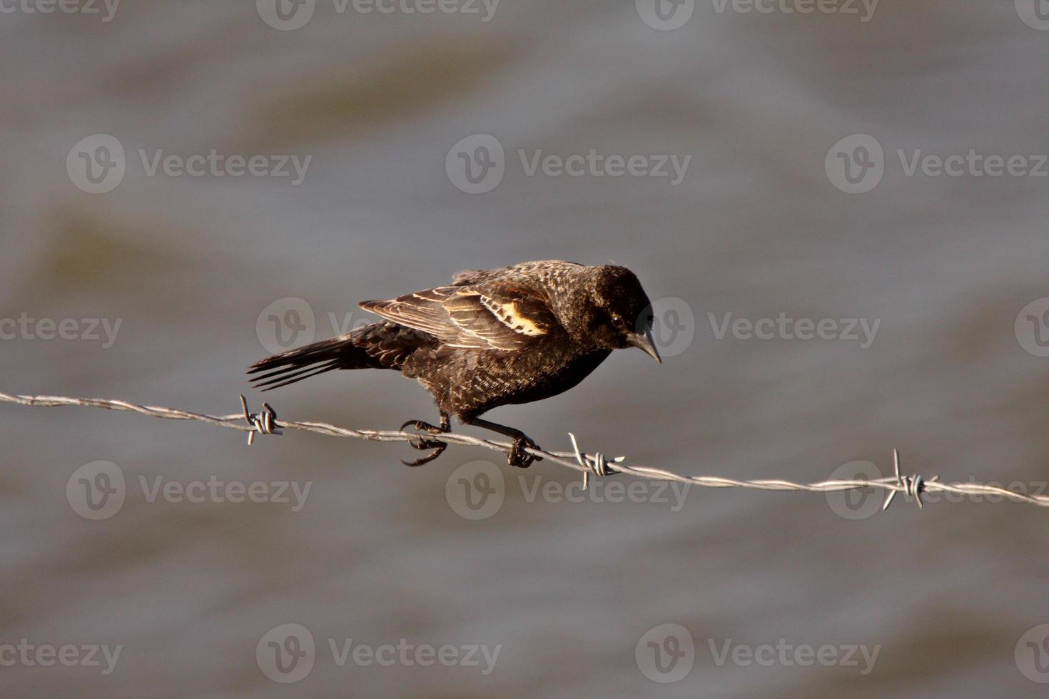 Immature Red Winged Blackbird perched on barbed wire strand photo