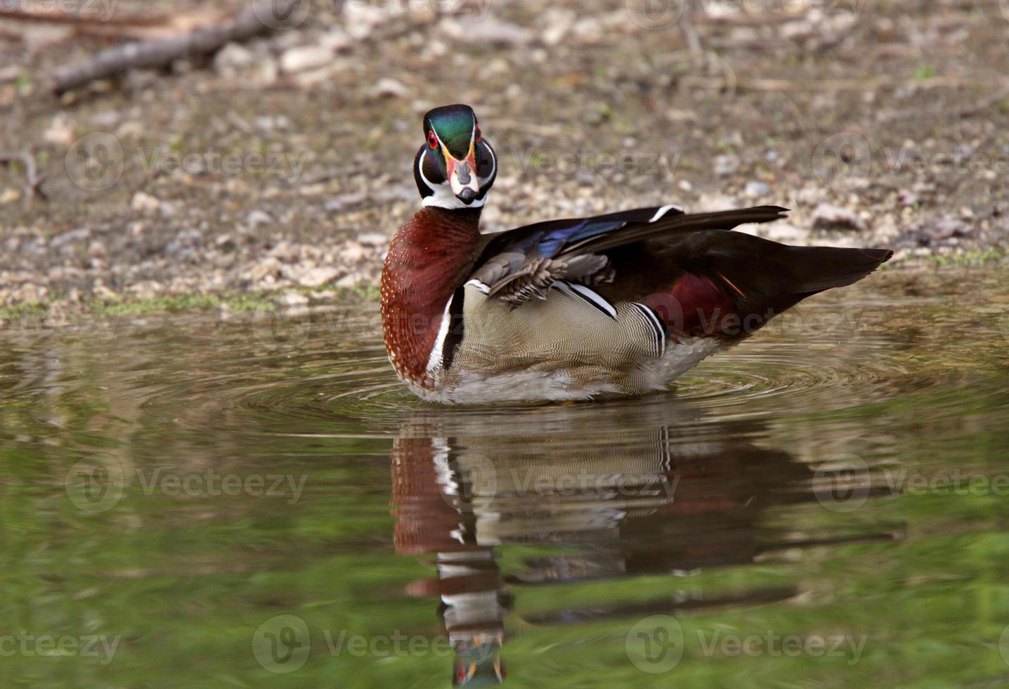 Wood Duck drake standing in pond near shore photo