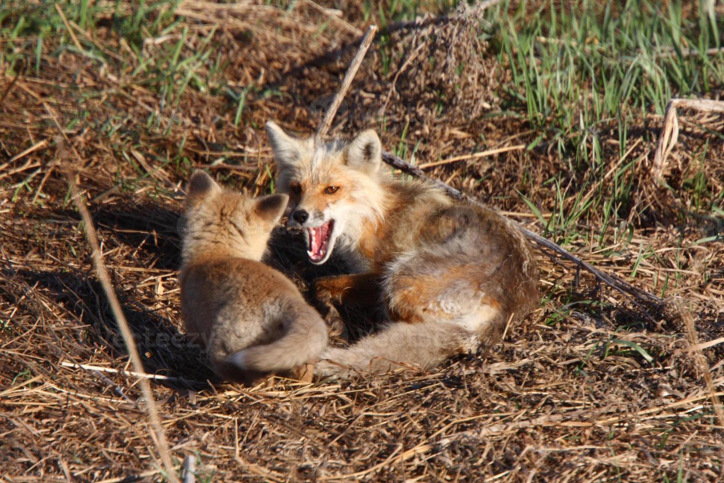 Red Fox vixen with pup on Hecla Island in Manitoba photo