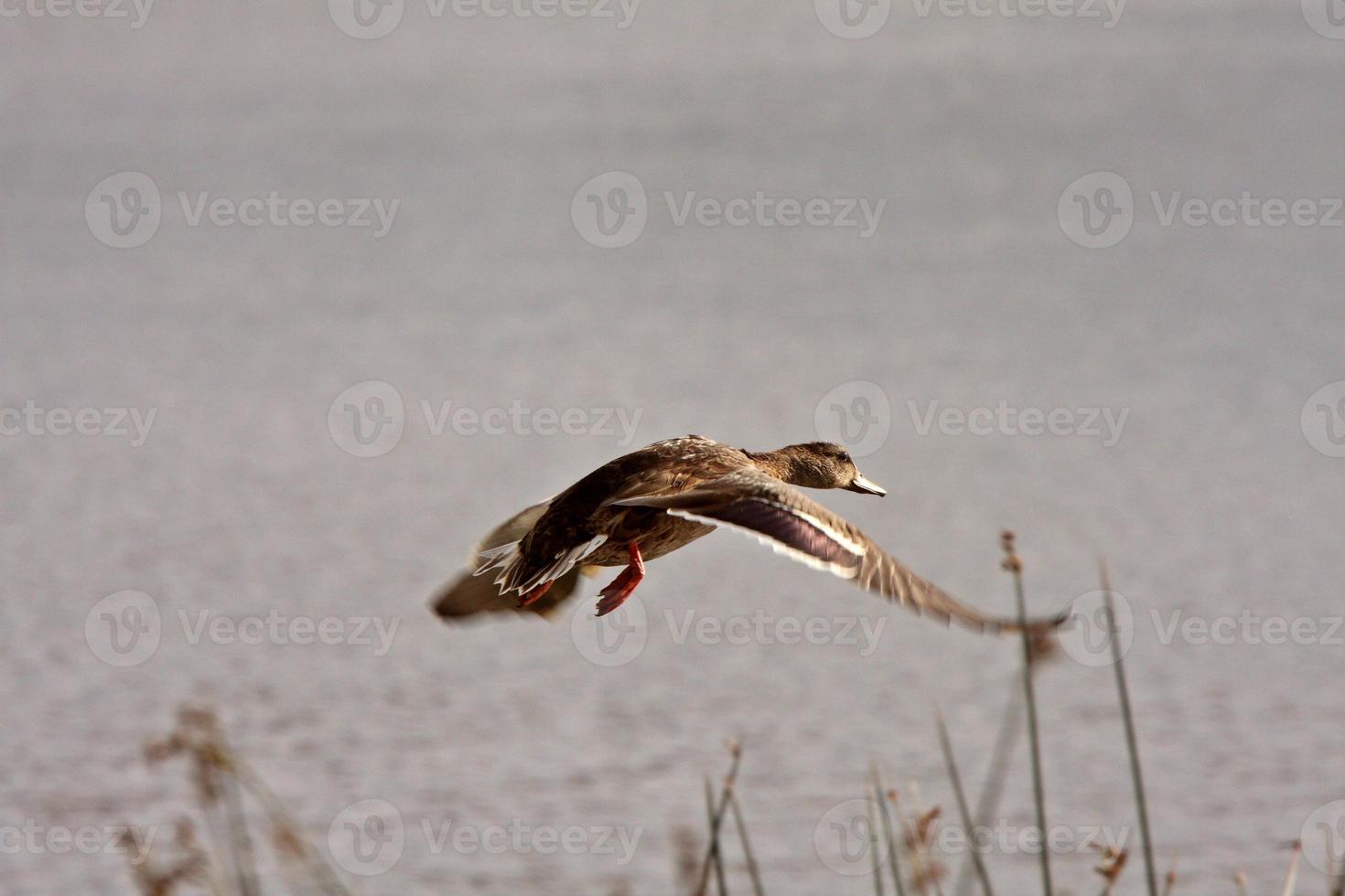 Northern Shoveler hen in flight over pond photo