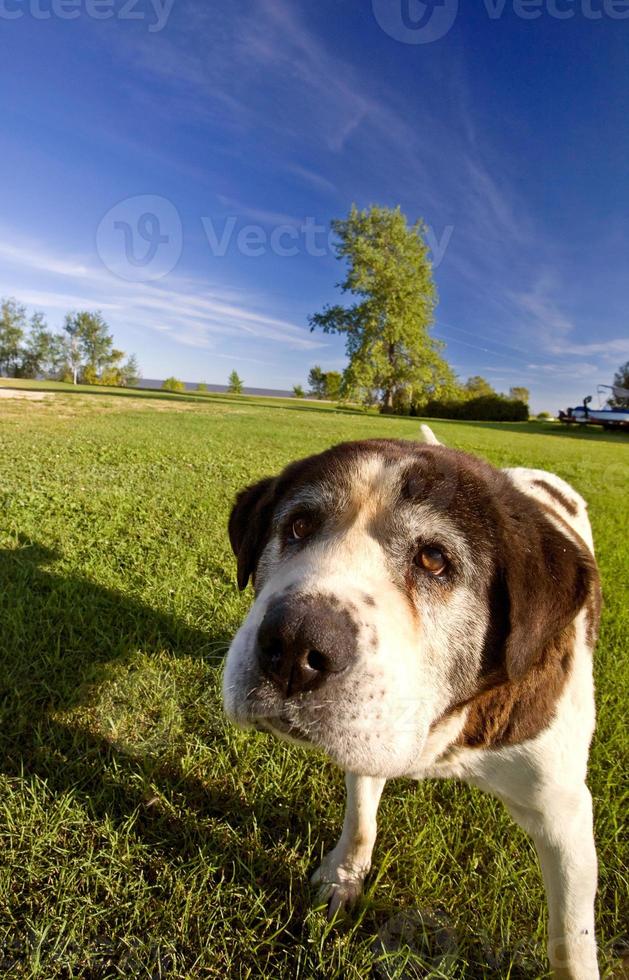 perro san bernardo en la isla hecla manitoba foto