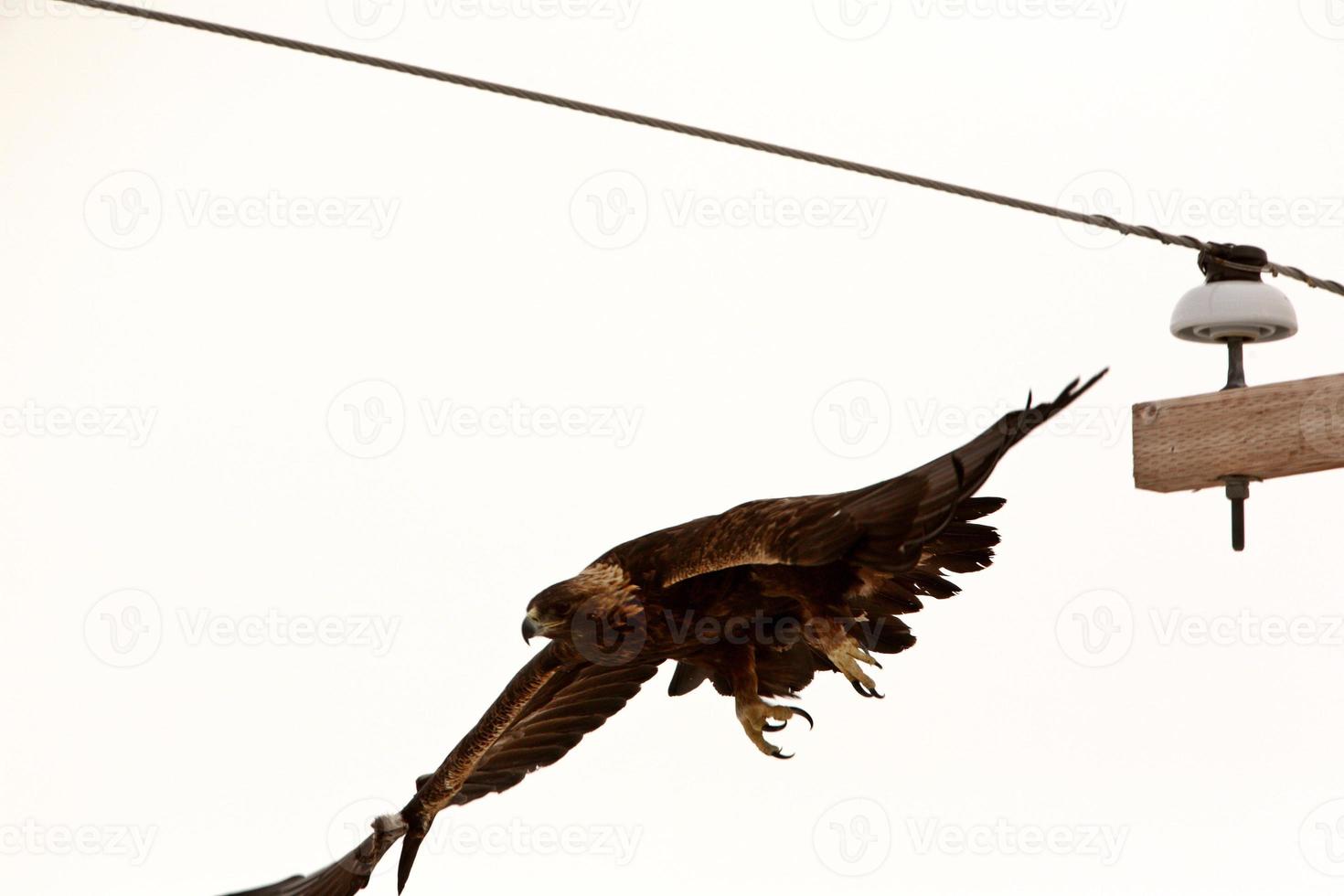 Golden Eagle in flight photo