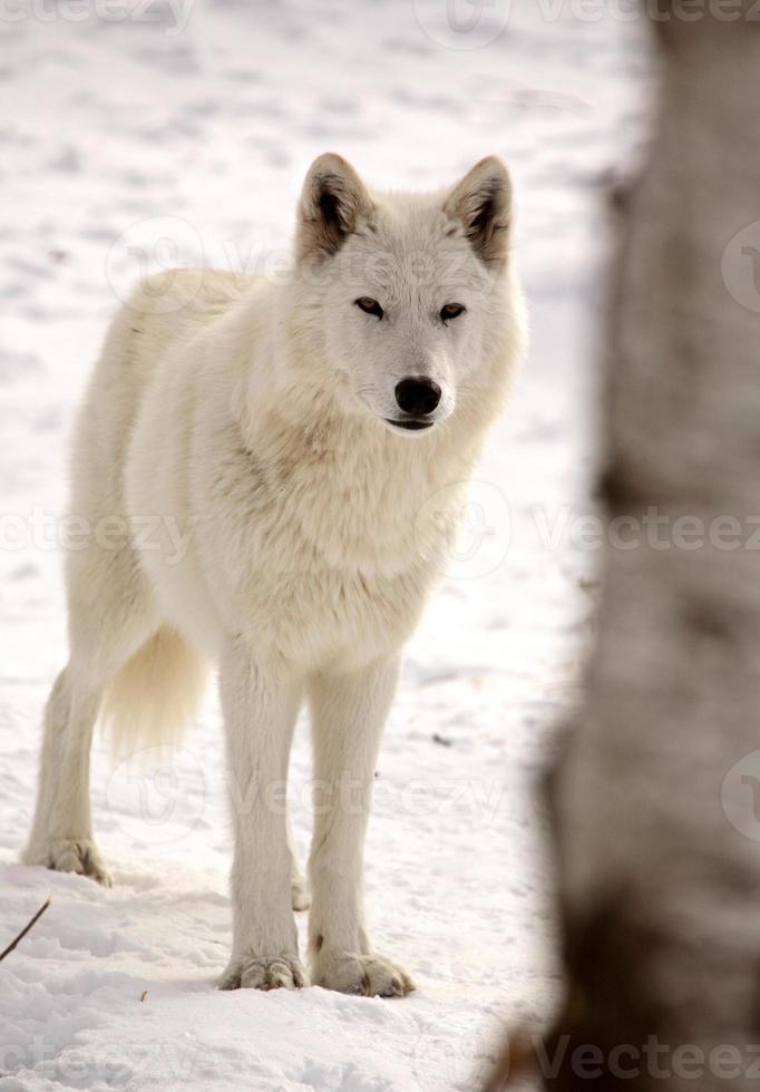 Arctic Wolf in winter photo