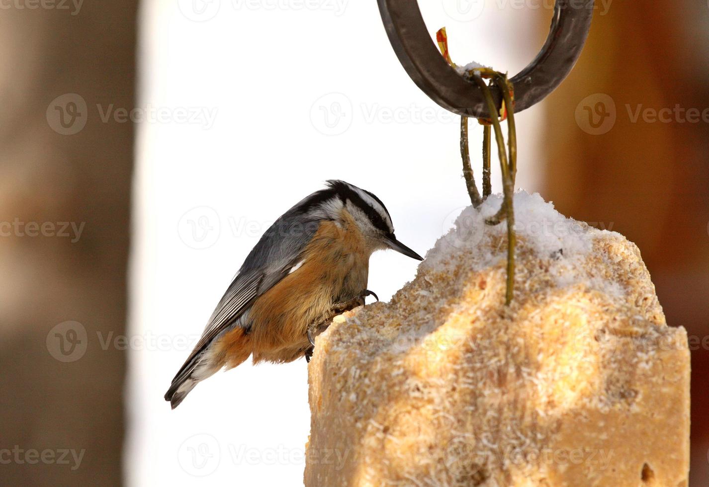 Red breasted Nuthatch at feeder photo