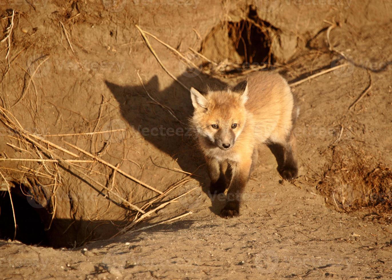 cachorro de zorro rojo en la guarida foto