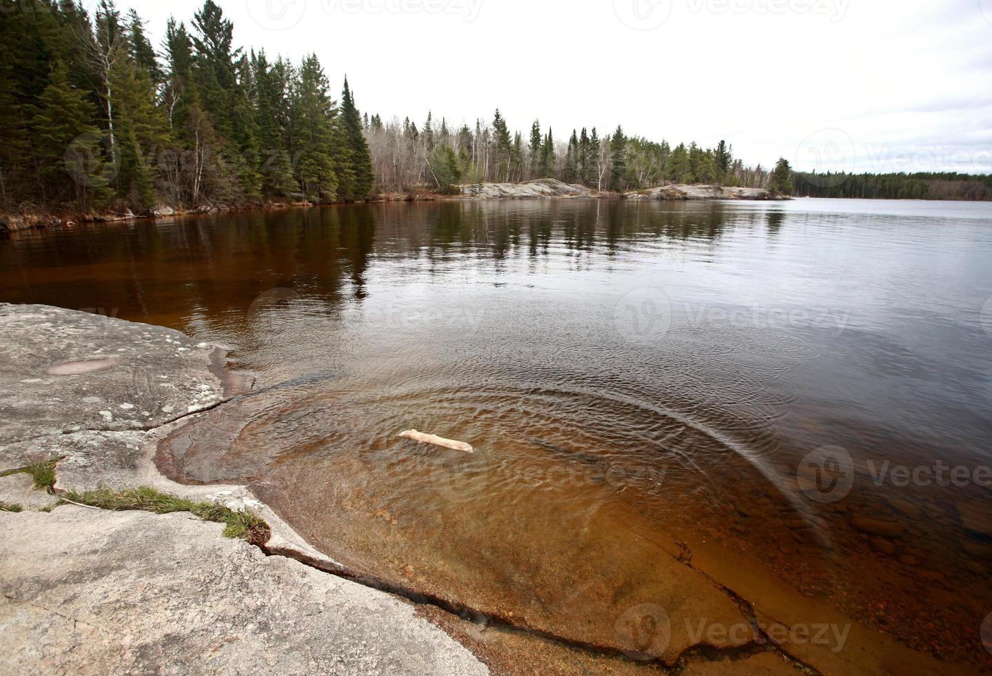 Diriftwood on Northern Manitoba lake photo